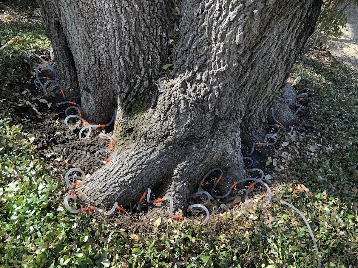 Detailed Tree Cabling and Bracing job site in Wolf Point